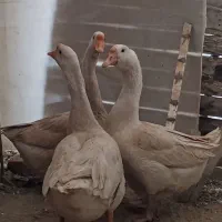 3 عدد قو غاز چینی تخم گزار نژاد برتر