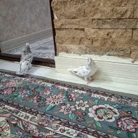 کفتر|پرنده|قرچک, میرزائی شمالی|دیوار