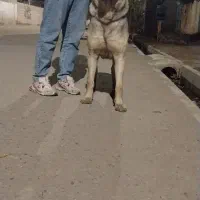 واگزاری سگ سرابی ۱۳ ماهه