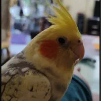 گمشده عروس هلندی