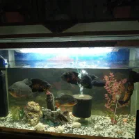 آکوریم با تمام وسایل