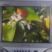 تلویزیون  نو نو هنوز از کارتن در نیومده|تلویزیون و پروژکتور|کرج, فاز ۳ گوهردشت|دیوار