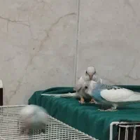 مرغ عشق نر هر سه تا نر