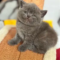 بریتیش‌بلو‌ خاص