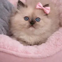 هیمالین خرسی