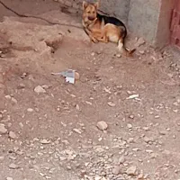 سگ ژرمن|سگ|قزوین, |دیوار