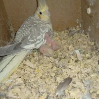 یک جفت عروس هلندی مولد با جوجه|پرنده|کهریزک, |دیوار