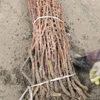 نهال زرشک بیدانه قائنات|خدمات باغبانی و درختکاری|گناباد, |دیوار