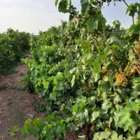 باغ ویلا تاکستان شهرک اک|فروش خانه و ویلا|اسفرورین, |دیوار