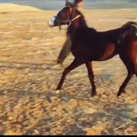 اسب نریان|اسب و تجهیزات اسب‌سواری|اردبیل, |دیوار