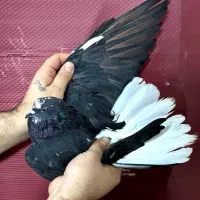 کفتر گرفتنی برج