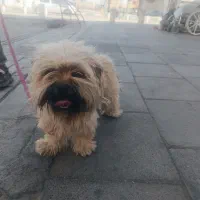 سگ شیتزو ماده