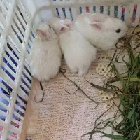 خرگوش چشم شرابی|موش و خرگوش|بندر گز, |دیوار