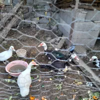 ۵عدد اردک اسرائیلی