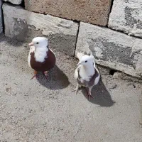 کفتر طوقی|پرنده|شیراز, شهرک فرهنگیان|دیوار