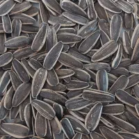تخمه آفتابگزدان اس۴۰۰ طعم لیمویی