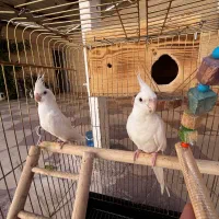 عروس هلندی|پرنده|شیراز, شهرک آرین|دیوار