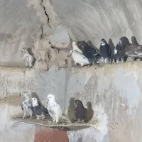 کفتر|پرنده|قنوات, |دیوار