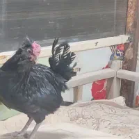 مرغو خروس گلین مشکی و طوسی|حیوانات مزرعه|قم, یزدانشهر|دیوار