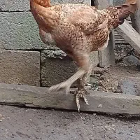 مرغ و خروس لاری دانگ بالا