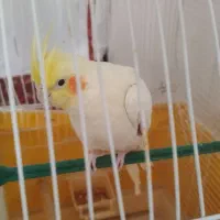 یک جفت عروس هلندی مولد