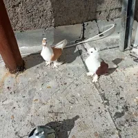 کفتر پشت دوکاکله شاخی پرپا تزئینی