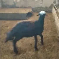 بره قوچ کله سفید