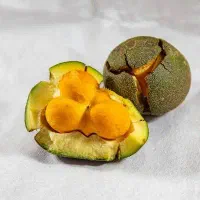 نهال پشن فروت و گواوا و انبه و موز و انواع استوایی