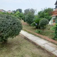 باغبانی و هرس لاوسون و درختان