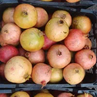 انار ملس مهریز