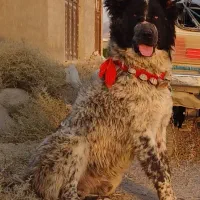 واگزاری سگ گله و نگهبان