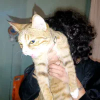 گربه پیدا شده