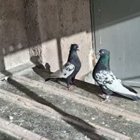 شهری بهبهونی جفتی و پرشی و ماده تک