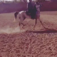 اسب