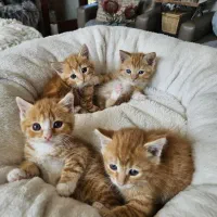 گربه بریتیش جینجر حضوری در اهواز|گربه|اهواز, زیتون کارمندی|دیوار