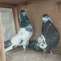 چند جفت کبوتر