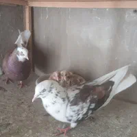 کبوتر کفتر فروشی
