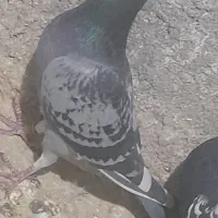 کبوتر آلمانی پلاکی و طوقی به ضمانت|پرنده|مشهد, میان ولایت|دیوار