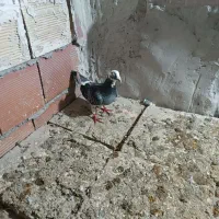 دوبر ماده|پرنده|اردبیل, |دیوار