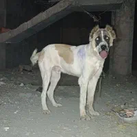 واگزاری توله 9 ماه|سگ|مشهد, الهیه|دیوار