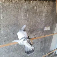 کبوتر قشنگ|پرنده|صوفیان, |دیوار