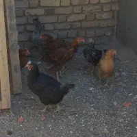 مرغ کوردی