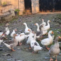 حیوانات|حیوانات مزرعه|رشت, استادسرا|دیوار