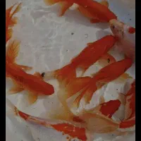 مولد ماهی قرمز وکوی