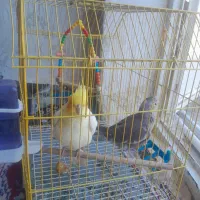 نر ماده عروس هلندی درهویزه|پرنده|سوسنگرد, |دیوار