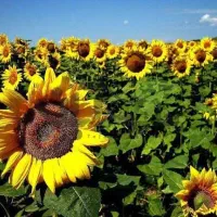 3 هکتار زمین کشاورزی برقی بارانی با چاه شش دانگ