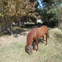 اسب کرد|اسب و تجهیزات اسبسواری|آذرشهر, |دیوار