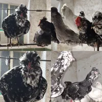 جوجه گلین ،طوسی،سفید،پاکر ریشی چهل تاج