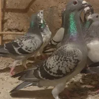 کبوتر المانی پلاکی