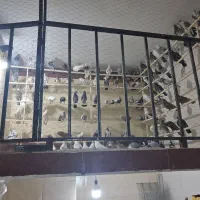 بار جدید رسید تعداد۳۶۰ طوق تهرانی پاکستانی انگلیسی